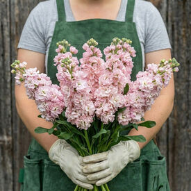 Iron Cherry Blossom, Stock Seeds